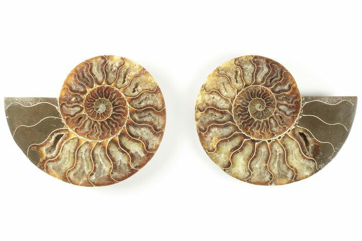Cut & Polished, Agatized Ammonite Fossil - Madagascar #200024